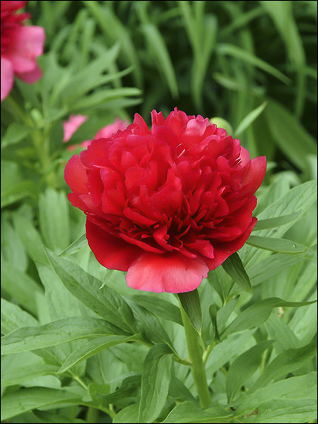 Memorial Day Peony (Peony rubra plena) | Plants To Grow Plants Database ...