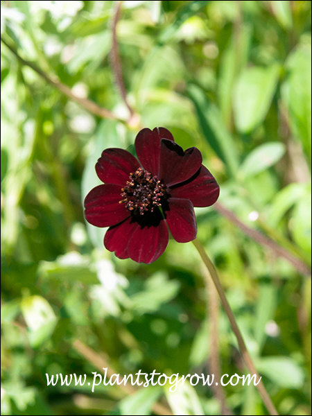 Chocolate Cosmos (Cosmos atrosanguineus) | Plants To Grow Plants ...