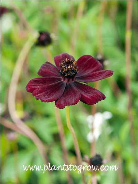 Chocolate Cosmos (Cosmos atrosanguineus) | Plants To Grow Plants ...