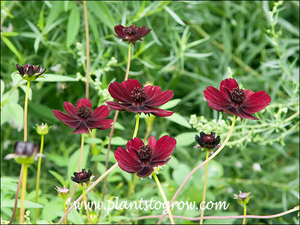 Chocolate Cosmos (Cosmos atrosanguineus) | Plants To Grow Plants ...