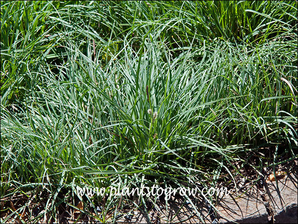 Blue Sedge (Carex flacca) | Plants To Grow Plants Database by Paul S ...