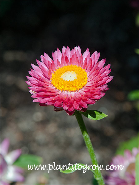 Mohave series Strawflower (Bracteantha bracteata) | Plants To Grow ...