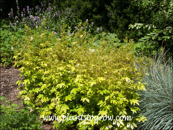 Meadow Sweet (Filipendula ulmaria 'aurea') | Plants To Grow Plants ...