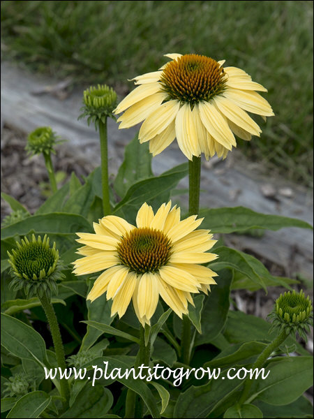 Sombrero series Coneflower (Echinacea purpurea) | Plants To Grow Plants ...