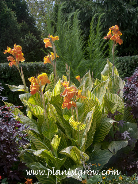 Canna Tropicanna series | Plants To Grow Plants Database by Paul S. Drobot