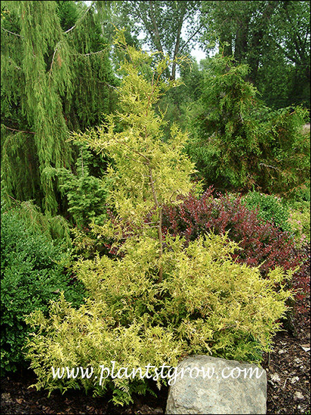 Vintage Gold False Cypress (Chamaecyparis pisifera) | Plants To Grow ...