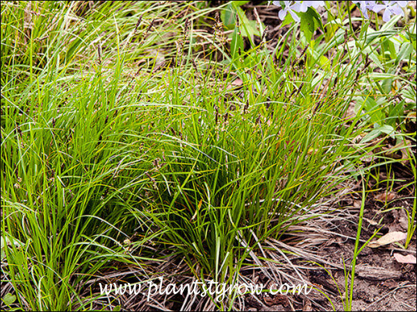 Pennsylvania Sedge (Carex pensylvanica) | Plants To Grow Plants ...