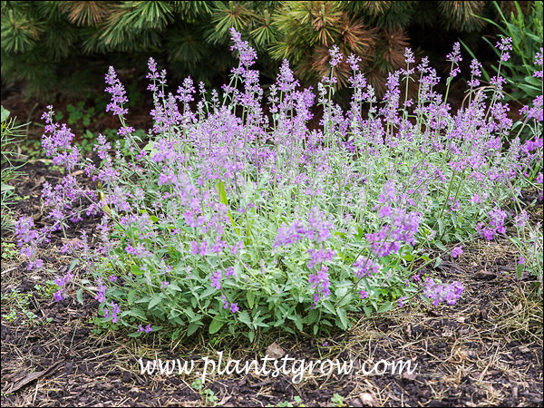 Little Trudy Catmint (Nepeta) | Plants To Grow Plants Database by Paul ...