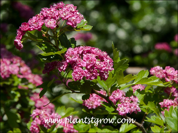 Paul's Scarlet Hawthorn (Crataegus x media) | Plants To Grow Plants ...