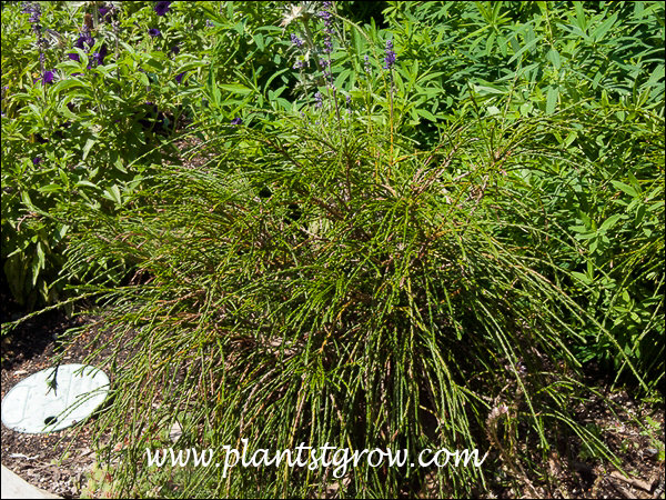 Whipcord Arborvitae (Thuja plicata) | Plants To Grow Plants Database by ...