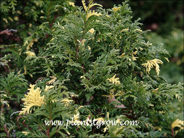 Expansa Aureospicata Juniper (Juniperus chinensis) | Plants To Grow ...