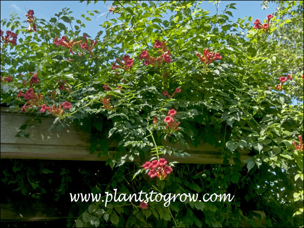 Minnesota Red Trumpet Vine (Campsis radicans) | Plants To Grow Plants ...