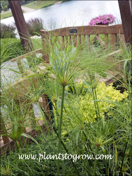 King Tut (Cyperus papyrus) | Plants To Grow Plants Database by Paul S ...