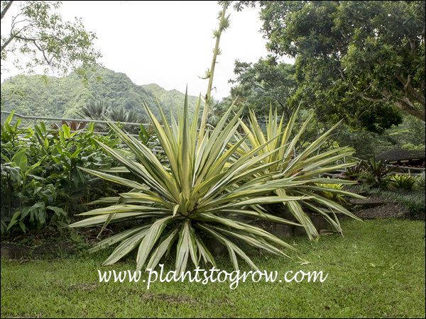 White Stripped Century Plant (Agave americana var mediopicta) i ...