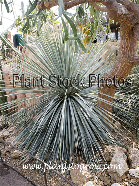 Spoon Yucca (Dasylirion wheeleri) | Plants To Grow Plants Database by ...