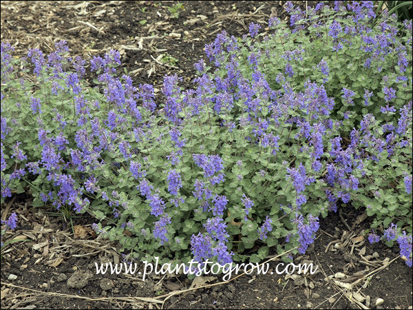 Early Bird Catmint (Nepeta x faassenii) | Plants To Grow Plants ...