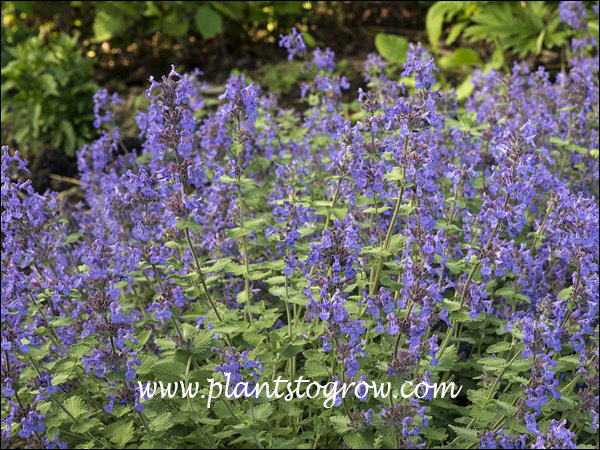 Early Bird Catmint (Nepeta x faassenii) | Plants To Grow Plants ...