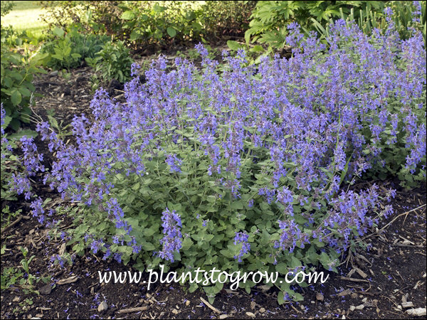 Early Bird Catmint (Nepeta x faassenii) | Plants To Grow Plants ...