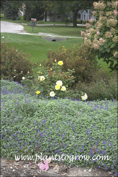 Early Bird Catmint (nepeta X Faassenii) 