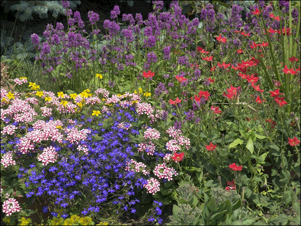 Petunia exserta (Petunia exserta) | Plants To Grow Plants Database by ...