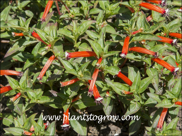 Dynamite Cuphea (Cuphea ignea) | Plants To Grow Plants Database by Paul ...