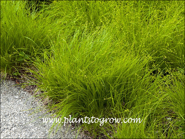 Eastern Star Sedge (Carex radiata) | Plants To Grow Plants Database by ...