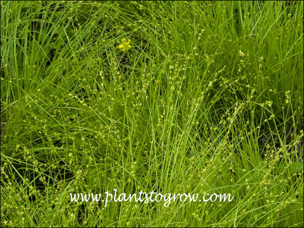 Eastern Star Sedge (Carex radiata) | Plants To Grow Plants Database by ...