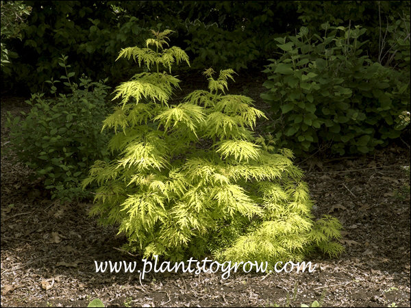 Lemony Lace Elderberry (Sambucus racemosa) | Plants To Grow Plants ...