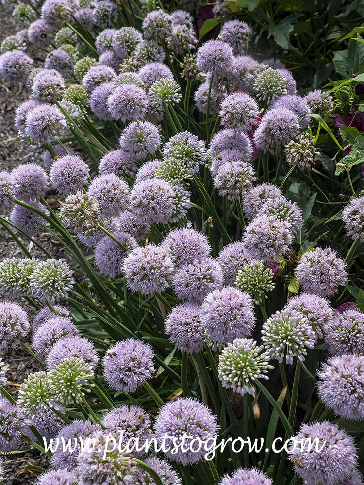 'Big Beauty' Allium | Plants To Grow Plants Database by Paul S. Drobot