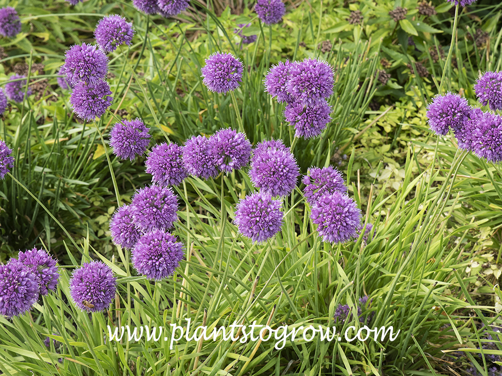 Medusa Ornamental Onion (Allium) | Plants To Grow Plants Database by ...