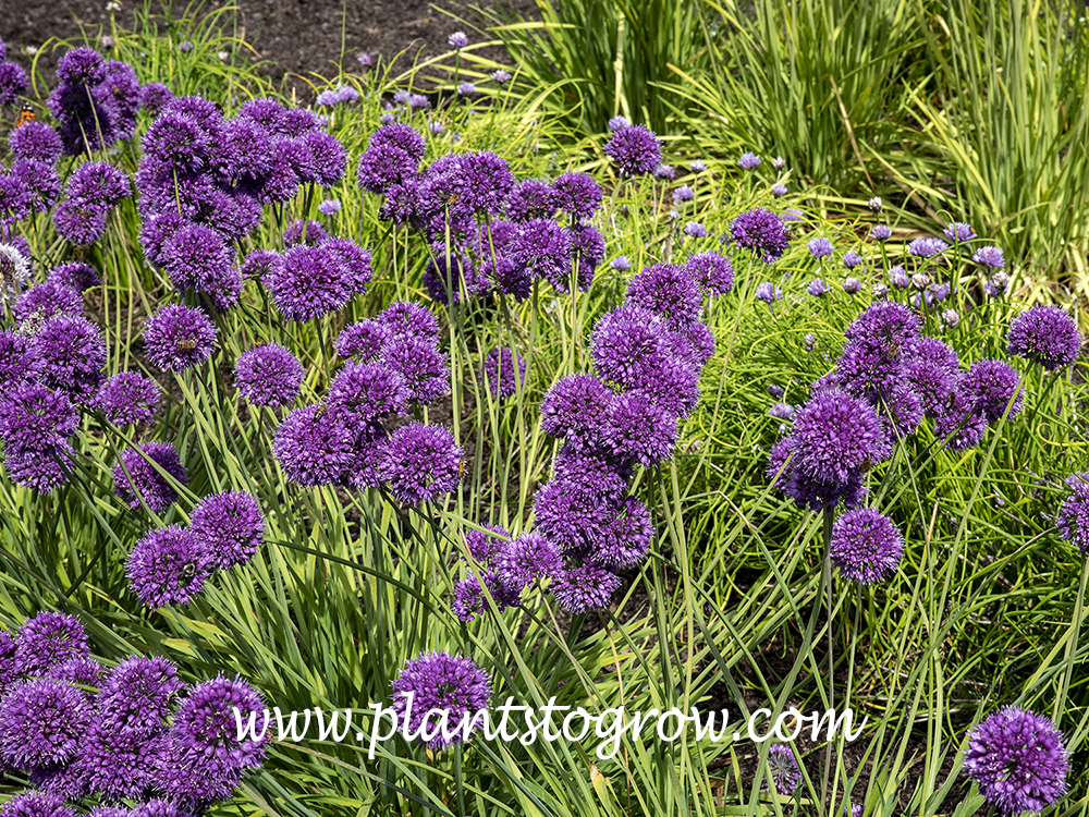 Medusa Ornamental Onion (Allium) | Plants To Grow Plants Database by ...