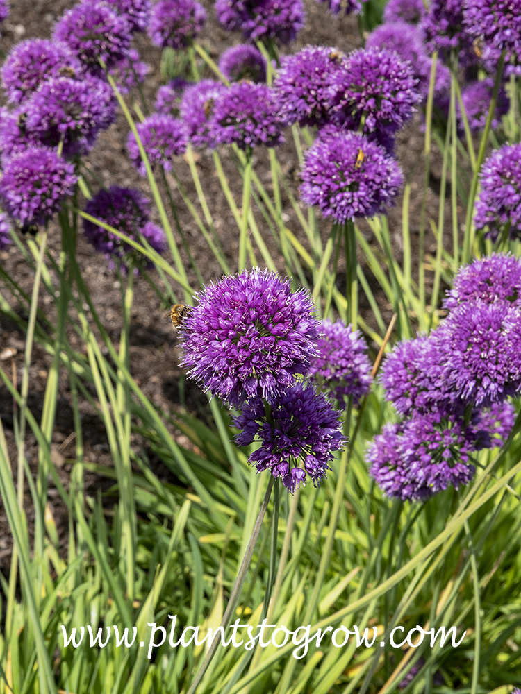 Medusa Ornamental Onion (Allium) | Plants To Grow Plants Database by ...