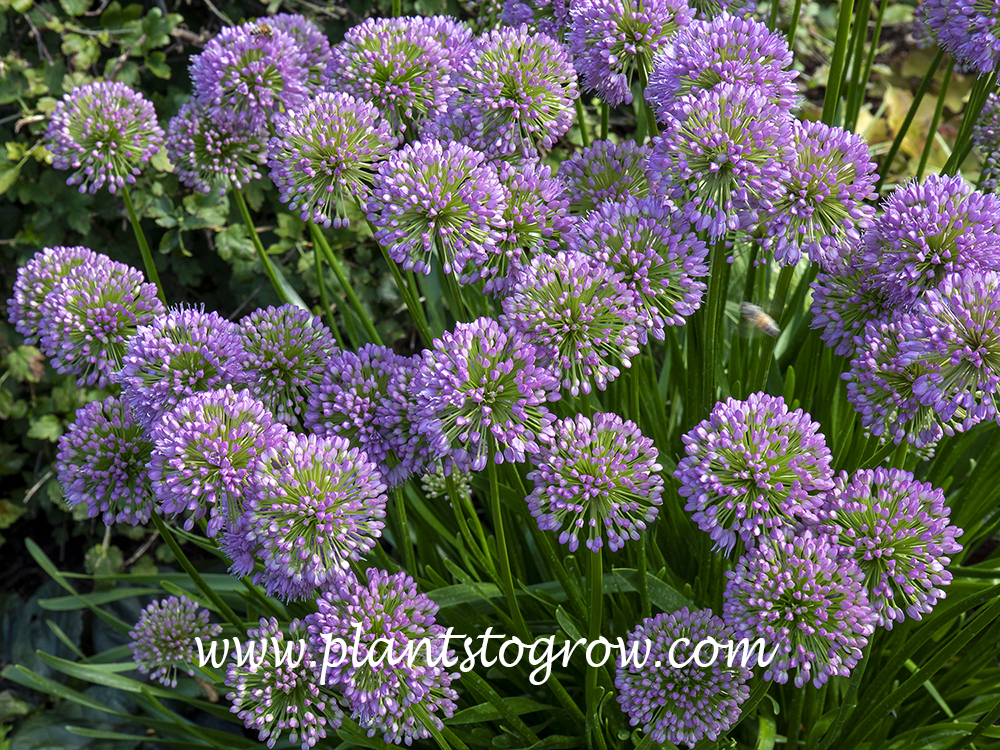 Allium Millenium | Plants To Grow Plants Database by Paul S. Drobot