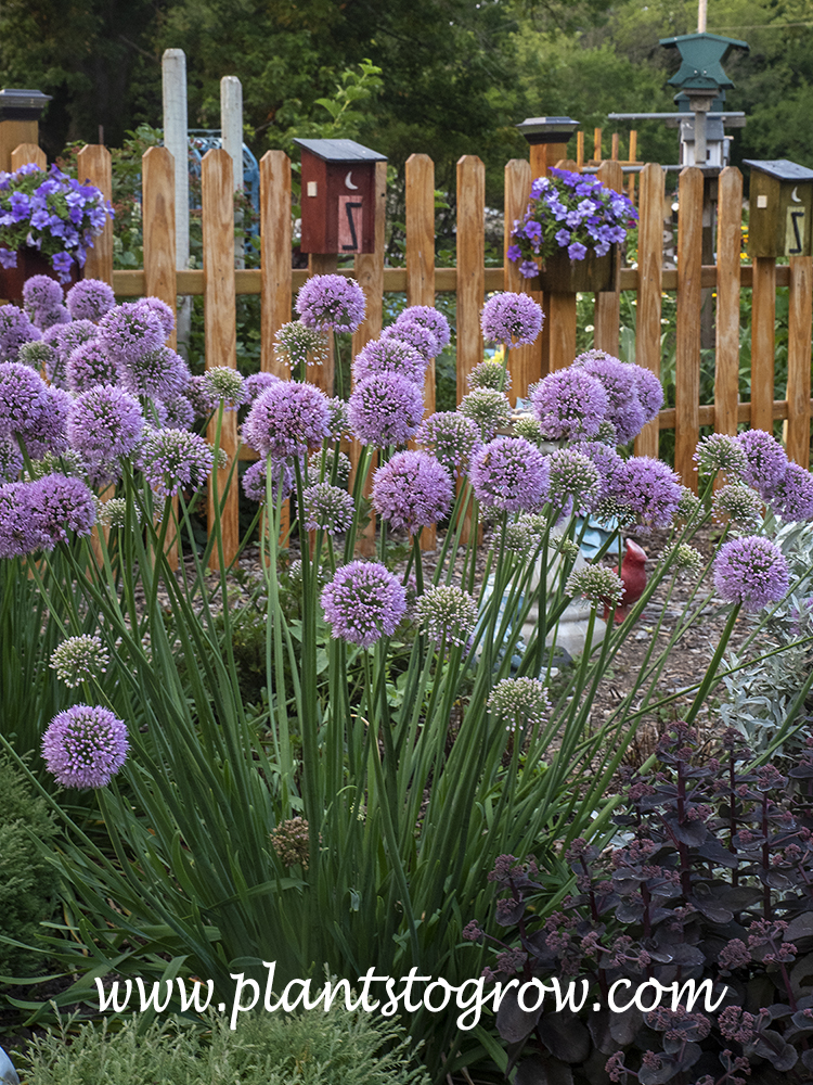 Allium Pink Planet | Plants To Grow Plants Database by Paul S. Drobot