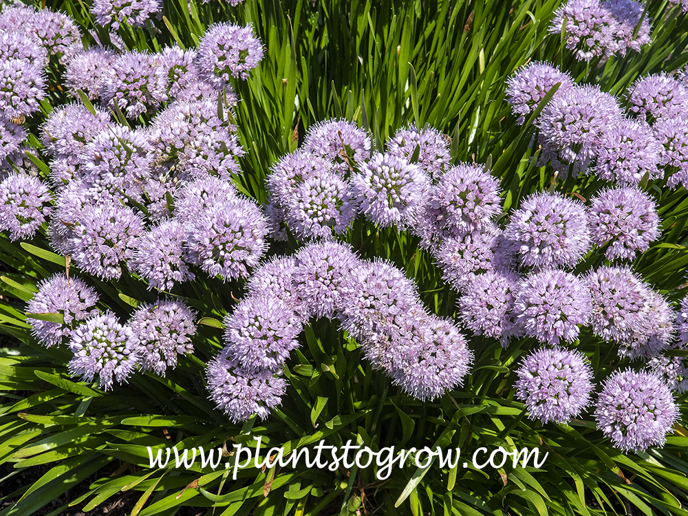 Allium 'Summer Peek-A-Boo' | Plants To Grow Plants Database by Paul S ...