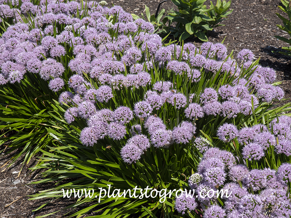 Allium 'Summer Peek-A-Boo' | Plants To Grow Plants Database by Paul S ...