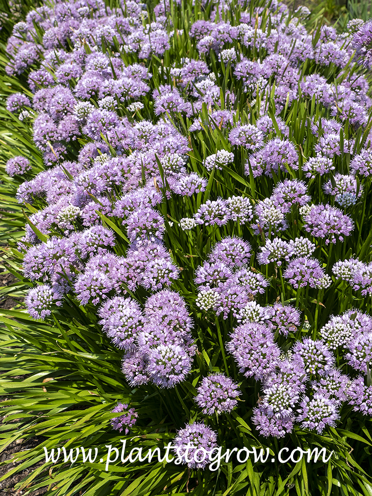 Allium 'Summer Peek-A-Boo' | Plants To Grow Plants Database by Paul S ...