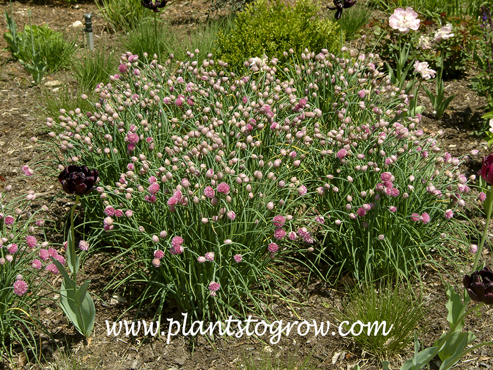 Mountain Garlic (Allium senescens ssp senescens) is a subspecies of ...