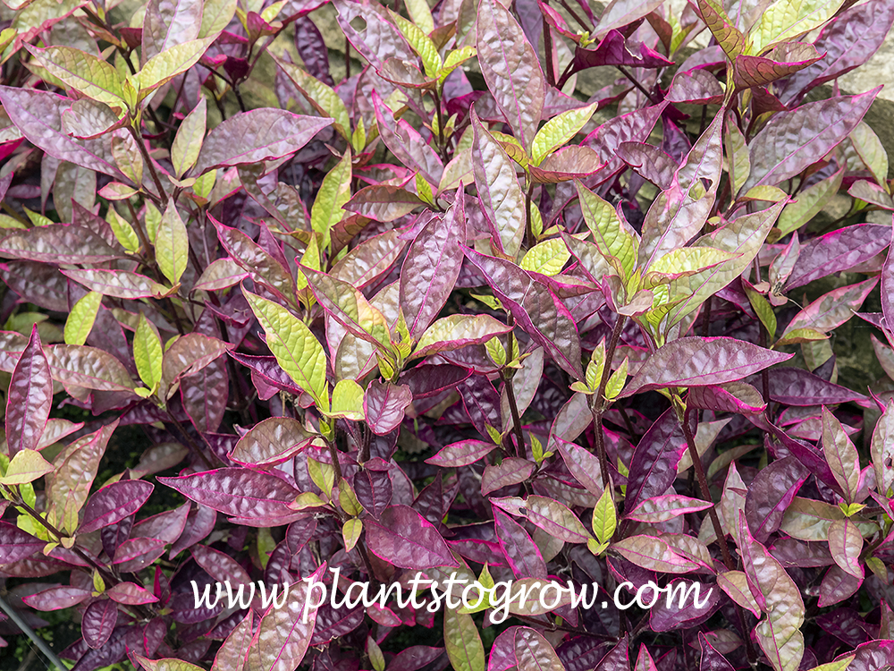 Brazilian red Hots Alternanthera (Alternanthera) | Plants To Grow ...