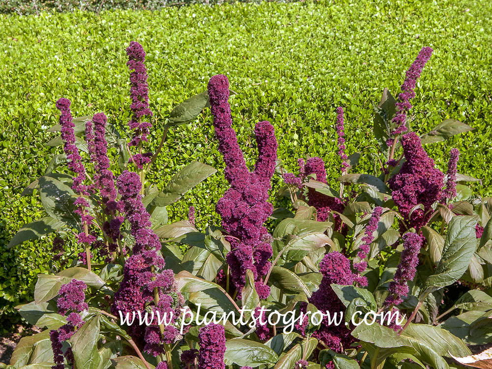 Fat Spike Love Lies Bleeding Amaranth | Plants To Grow Plants Database ...