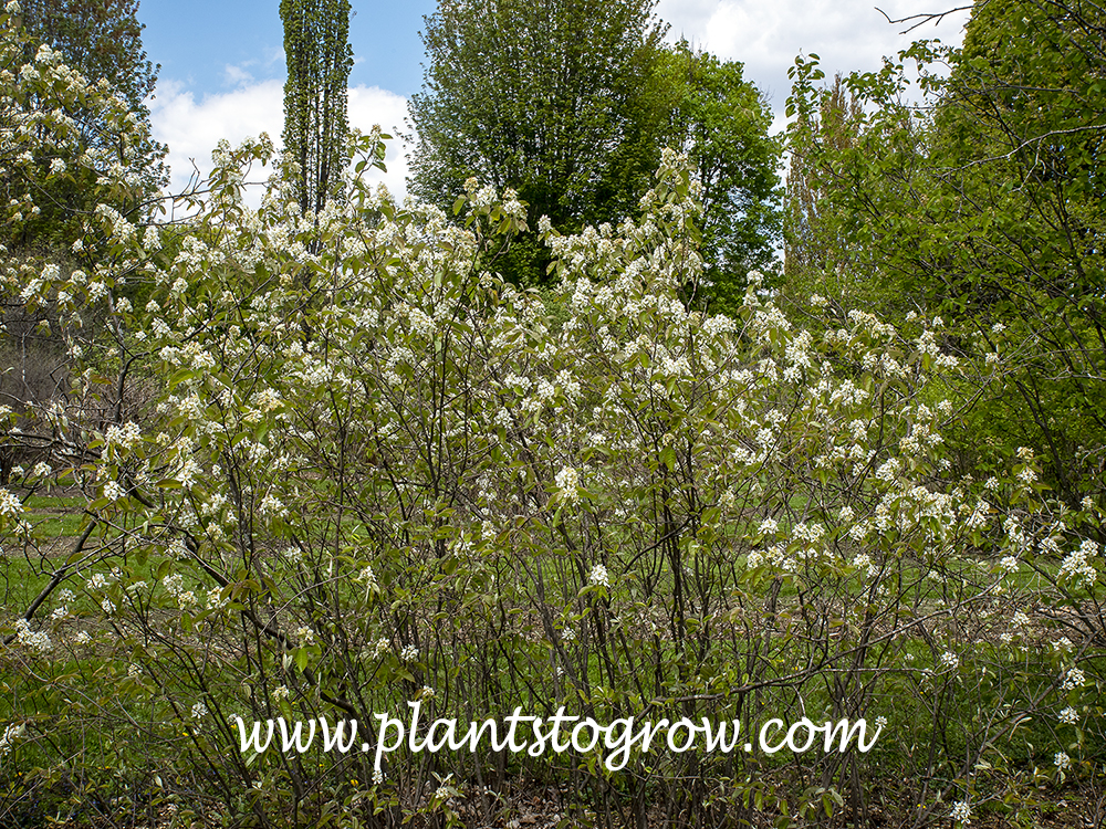 Dwarf Serviceberry (Amelanchier spicata) | Plants To Grow Plants ...