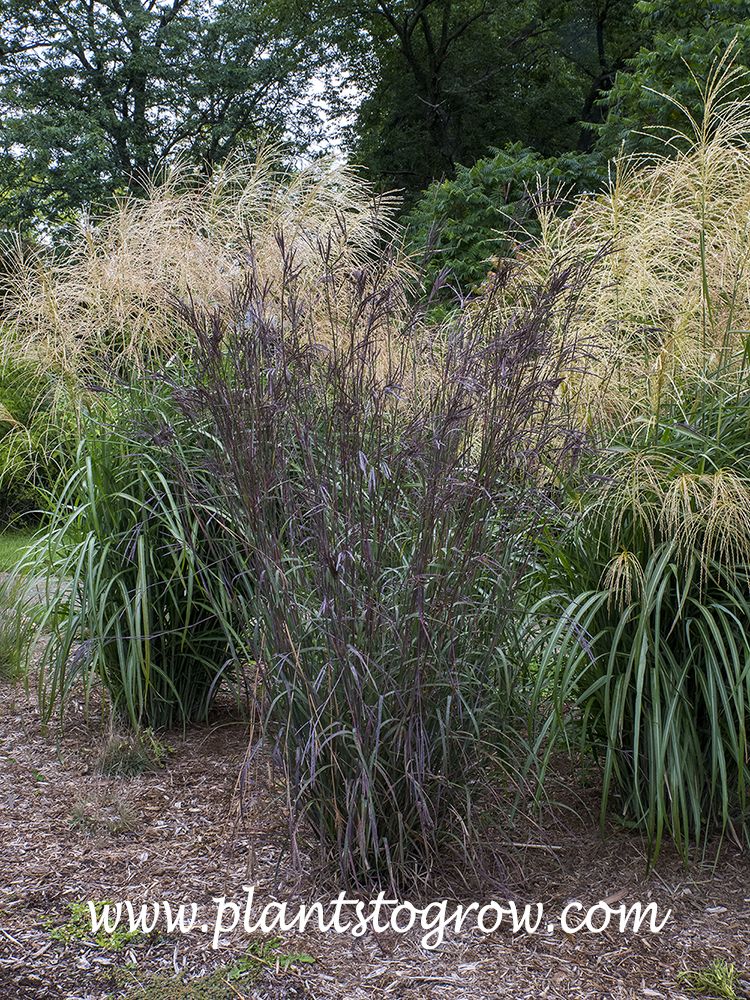 Indian Warrior Big Bluestem (Andropogon gerardii) | Plants To Grow ...