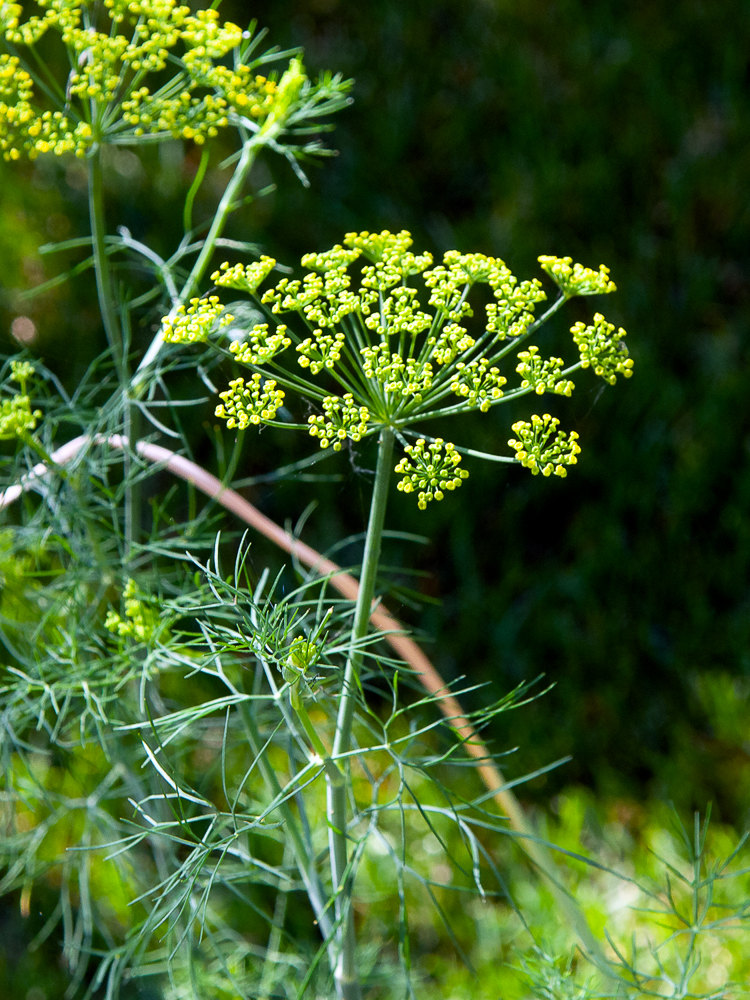 Fern Leaf Dill (Anethum graveolens) | Plants To Grow Plants Database by ...