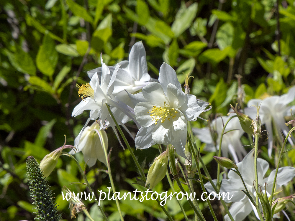 Swan series Columbine | Plants To Grow Plants Database by Paul S. Drobot