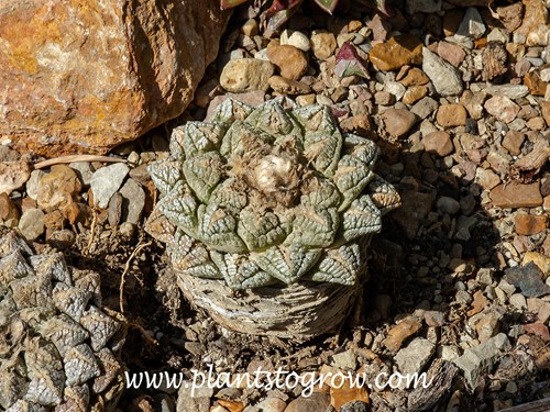 Ariocarpus