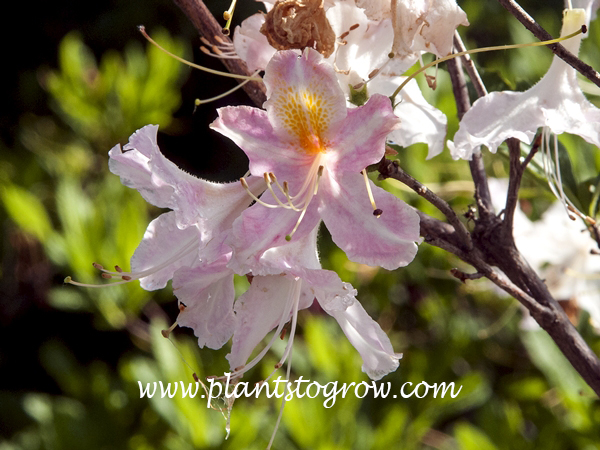 Northern Tri Lights Rhododendron | Plants To Grow Plants Database by ...