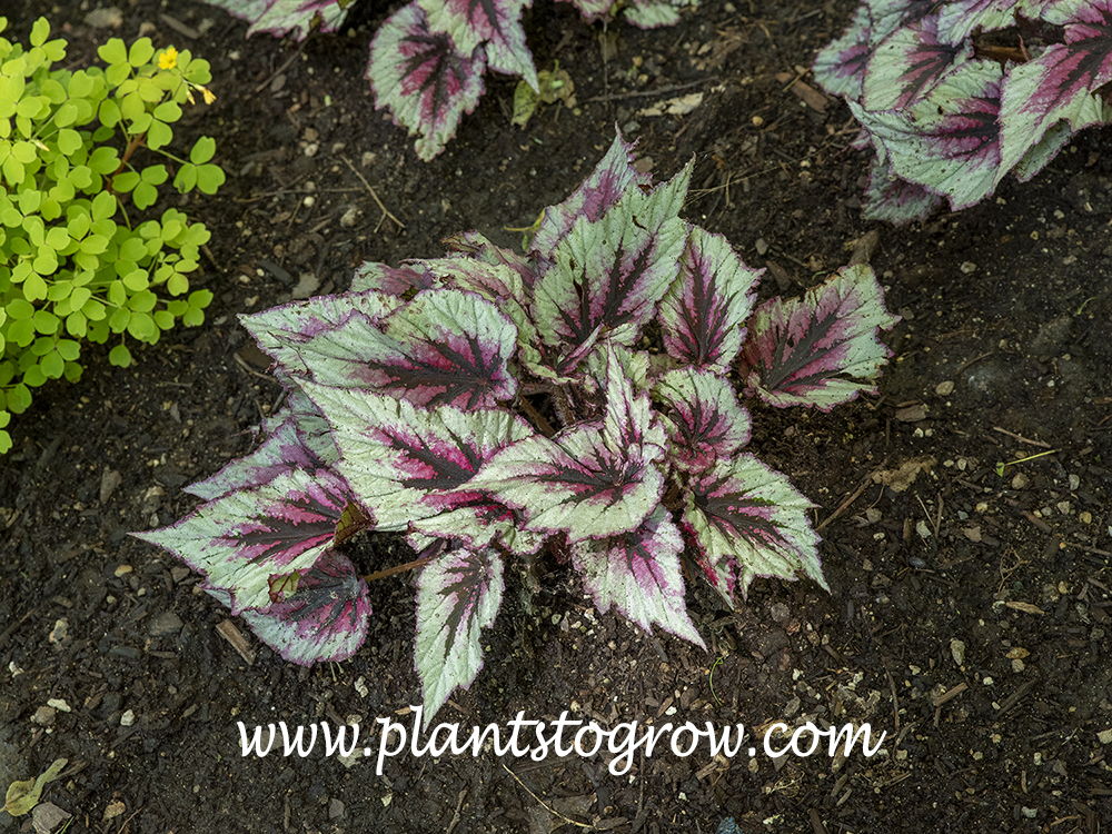 Begonia Shadow King series | Plants To Grow Plants Database by Paul S.  Drobot