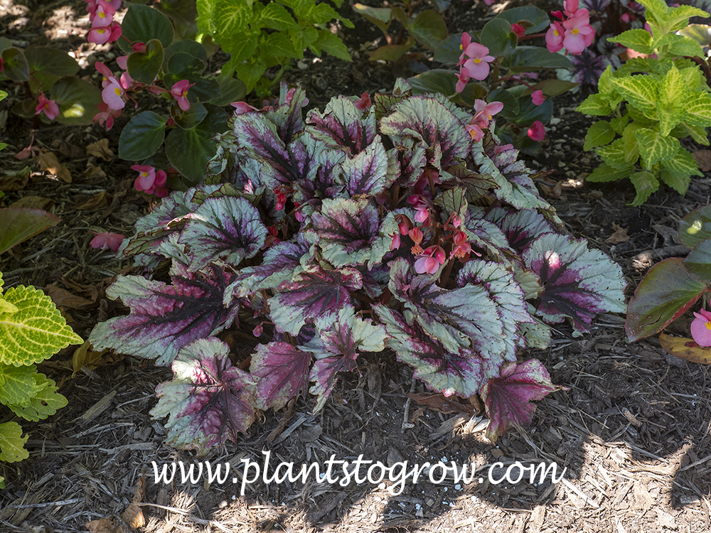 Begonia Shadow King series | Plants To Grow Plants Database by Paul S.  Drobot