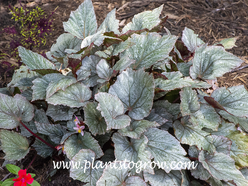 Begonia Shadow King series | Plants To Grow Plants Database by Paul S.  Drobot