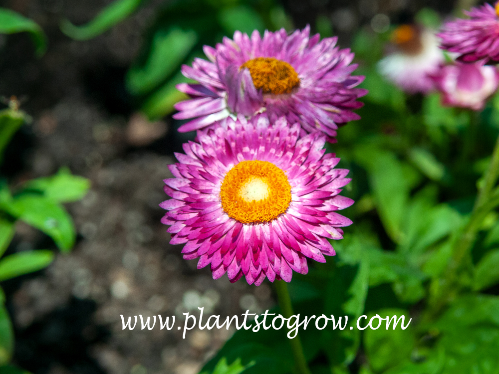 Mohave series Strawflower (Bracteantha bracteata) | Plants To Grow ...